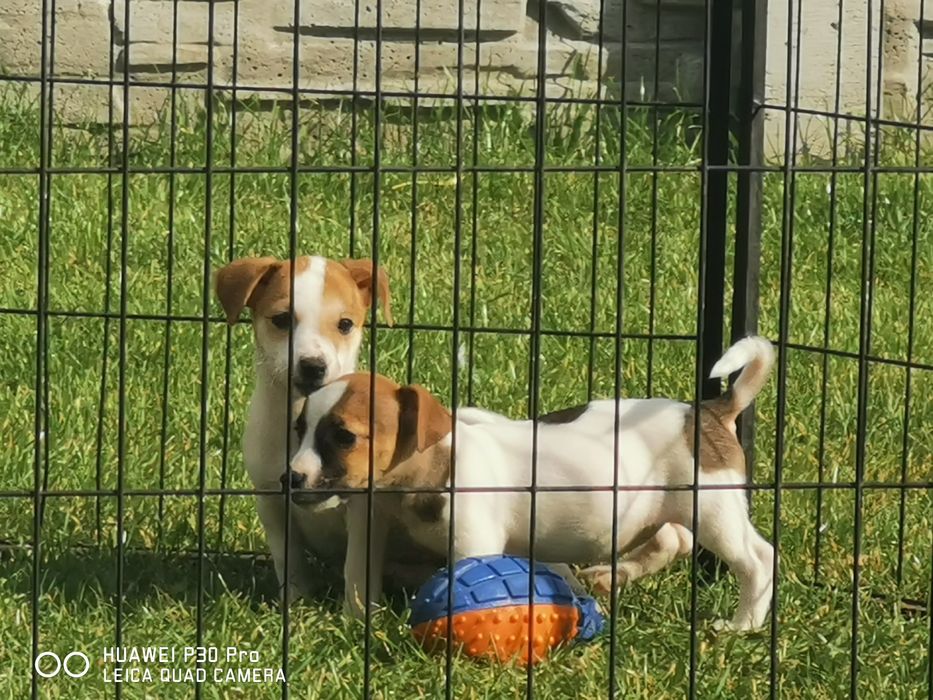 Jack russell Terrier suczka z rodowodem