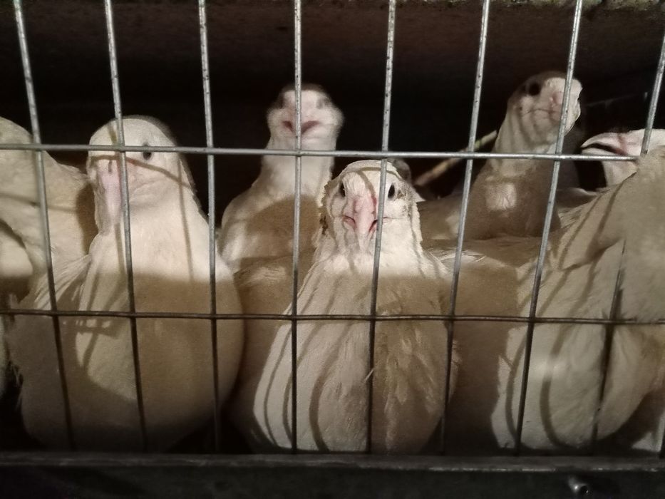 Перепілки - несучки 2 міс  Порода Техаський, Фенікс золотистий