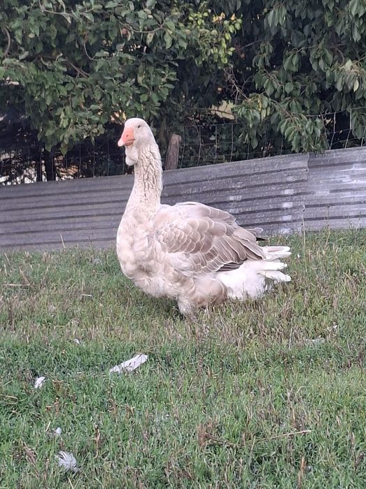 Gęsi tuluskie pszeniczne