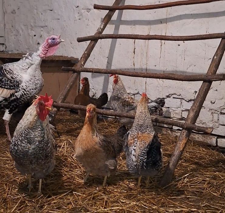 Kogut, jajka,  legbar cream,  czubatka polska czarna i wielbłądzia