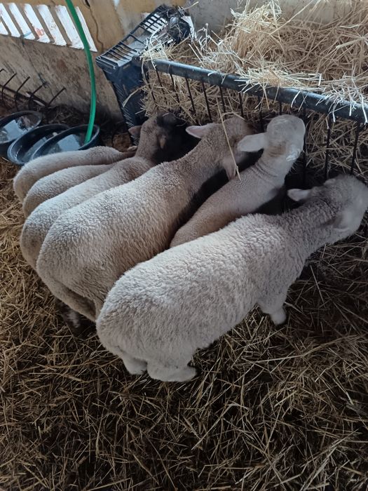 Borregos carne m/f  - 20