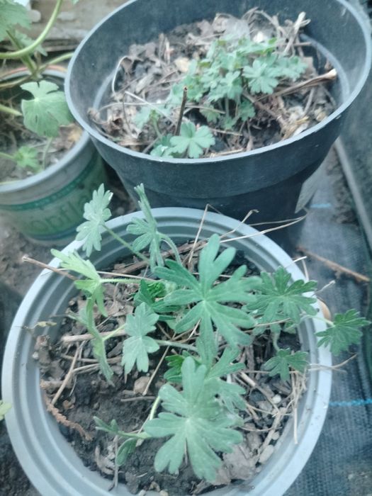 Bodziszek geranium bodziszki ogrodowe