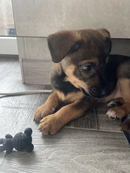 Щенок, 2 месяца, в поиске семьи