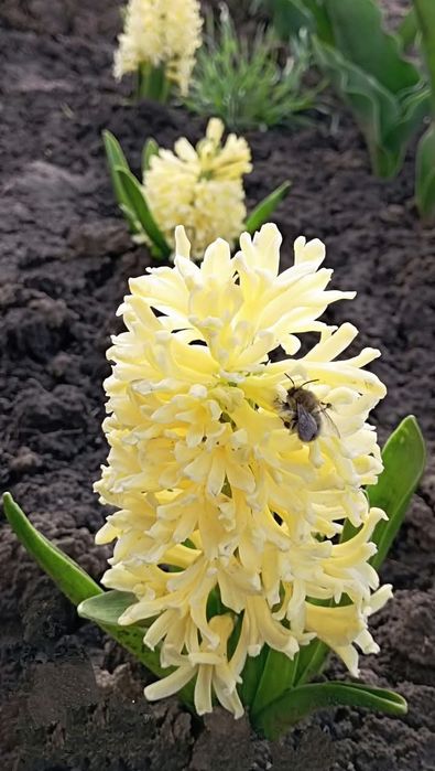 Гіацинт 7 різних кольорів(як на фото )55 грн