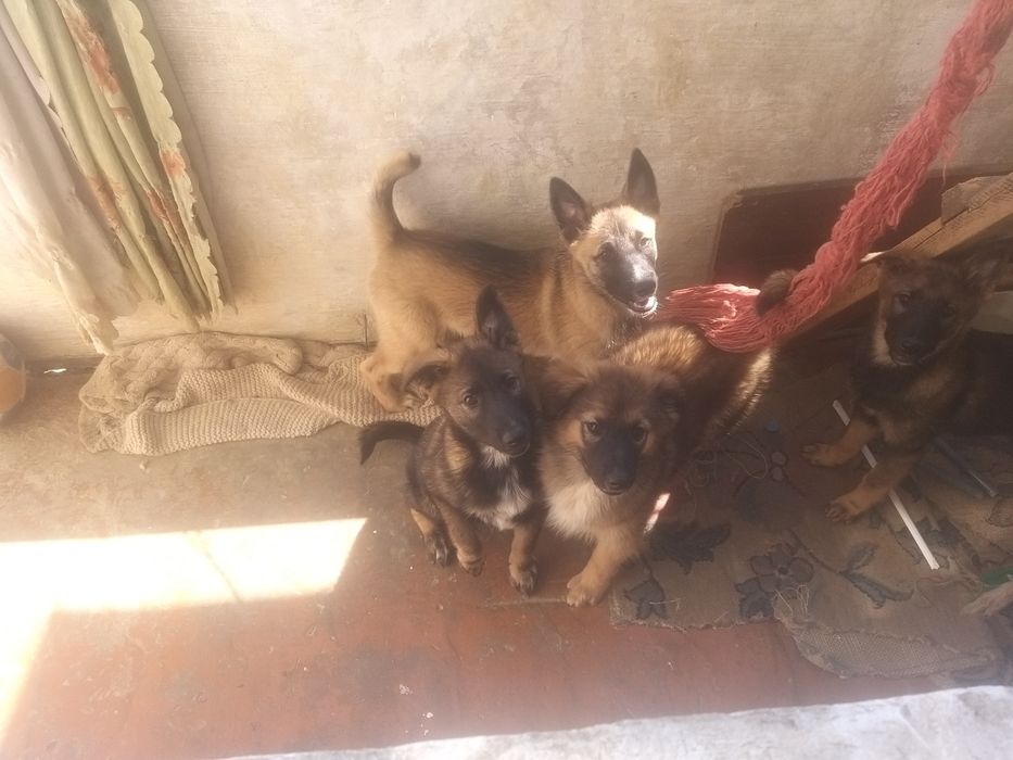 Отдам щенков заподно сибирской лайки