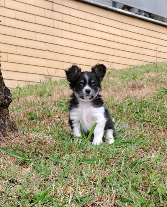 chihuahua macho pelo longo