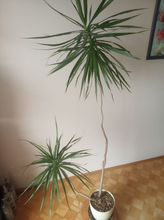 Piękny kwiat dracena 170 cm