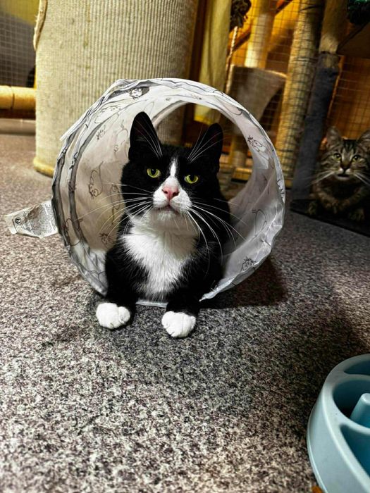 Wpatrzony w czlowieka Pandus czeka na dom