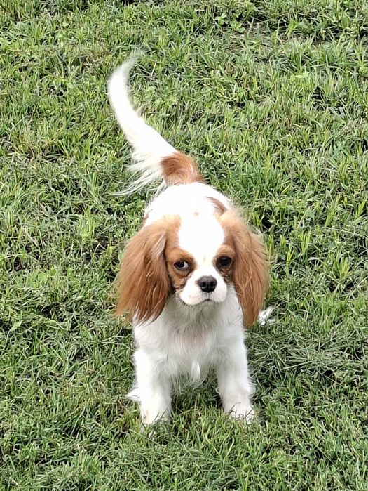 Cavalier półtora roczna suczka