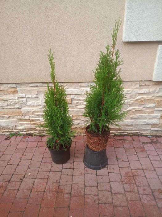 Tuje tuja szmaragd szmaragdowe