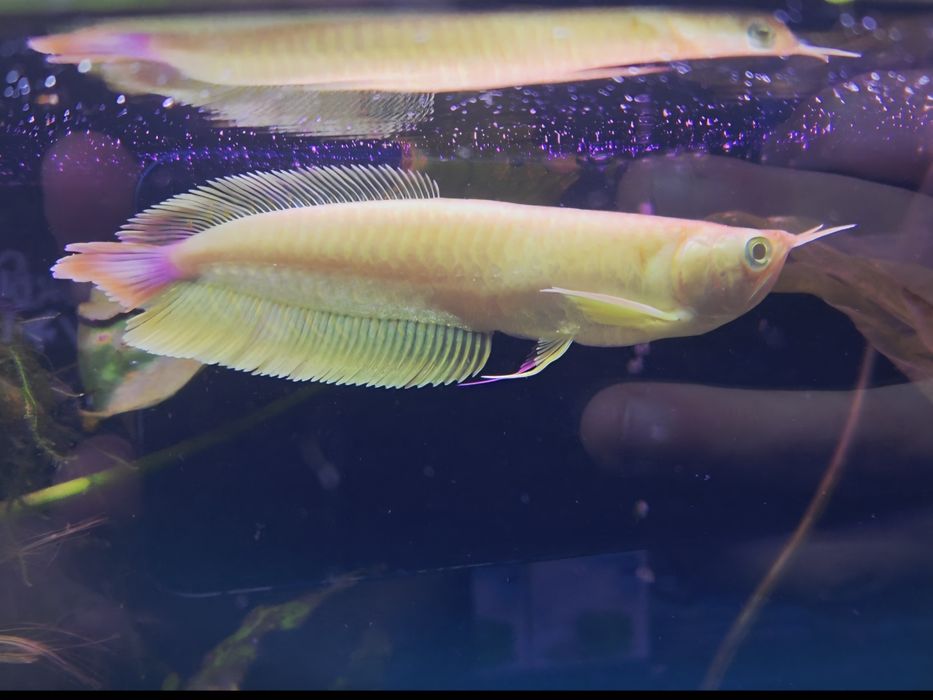 Arowana Silver gold