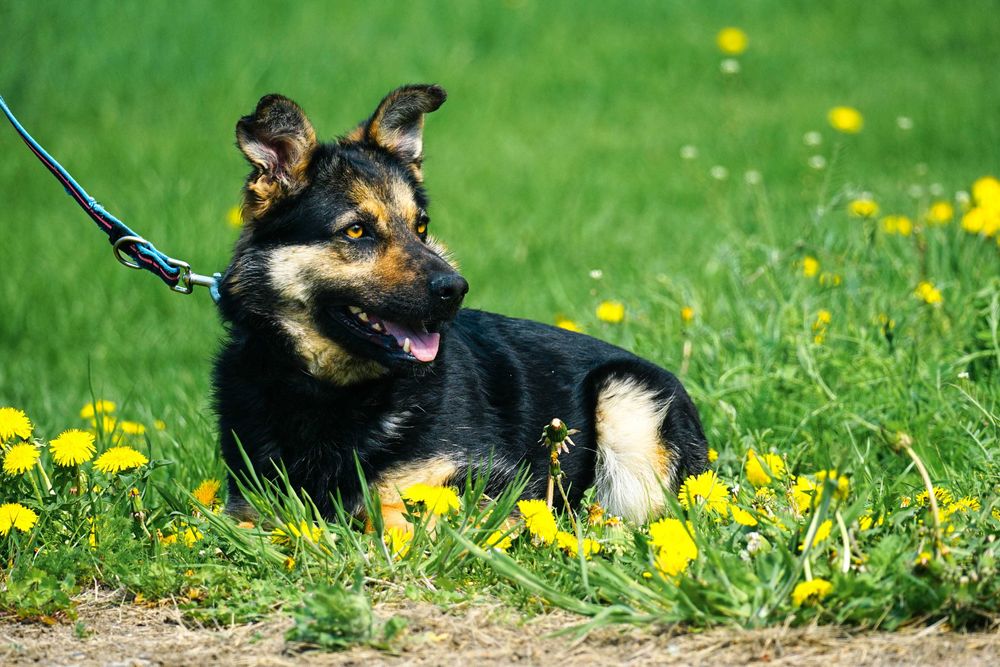 Limka - śliczna , młoda sunia