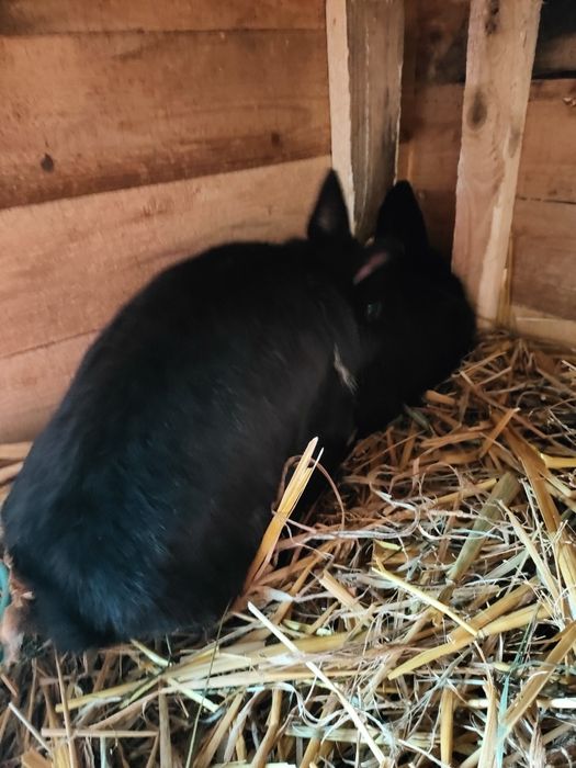 Samiec rozpłodowy miniaturka