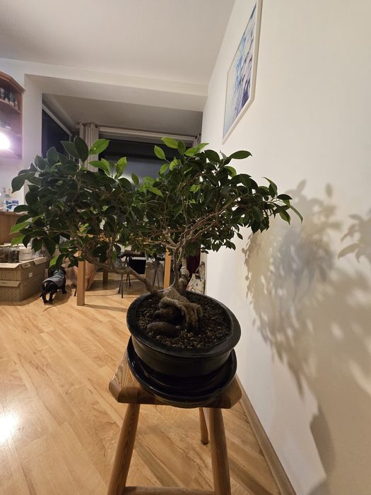Drzewko Bonsai Fikus