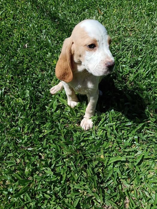 Beagle bicolor lindo