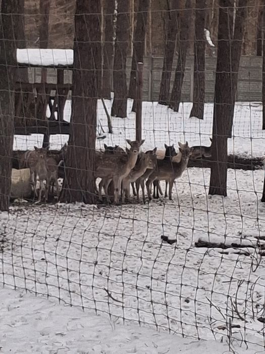 Daniele zeszłoroczne