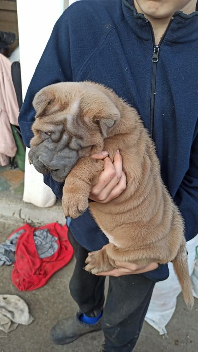 Цуценята Шар-пея