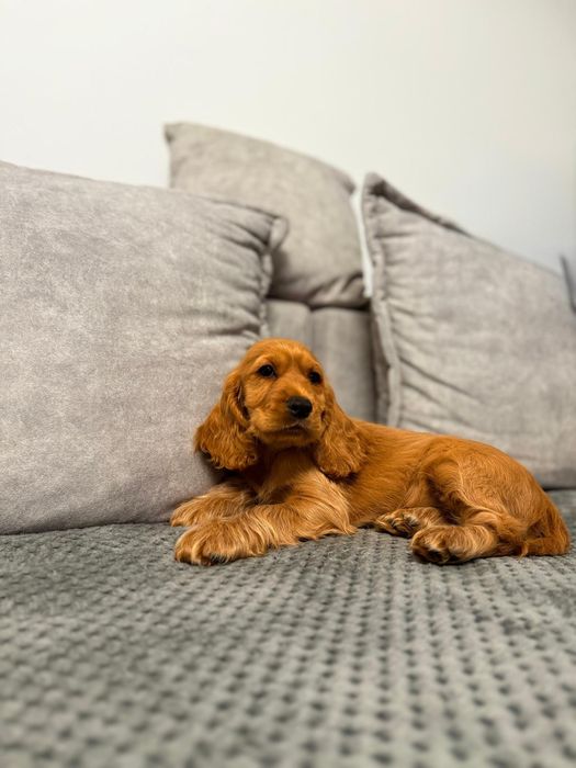 Cocker spaniel angielski sunia