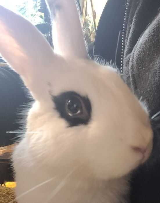 Królik miniaturka, biały samiec