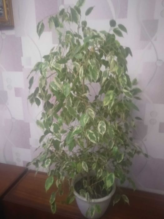 Фікус висота 1 метр без вазону ,з вазоном 1 м 30 см