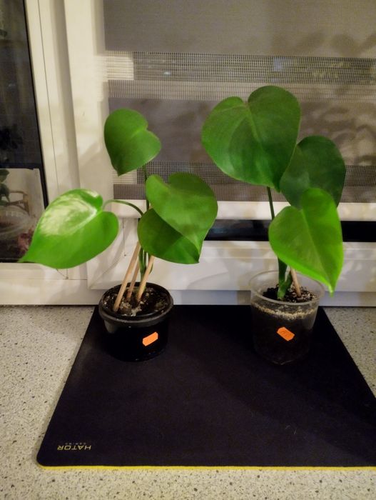 Маленькая Монстера.