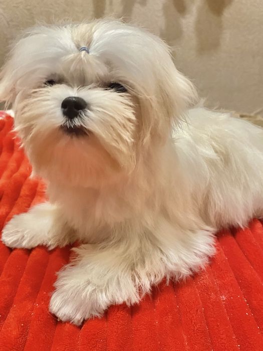 Мальтезе мальчик мини