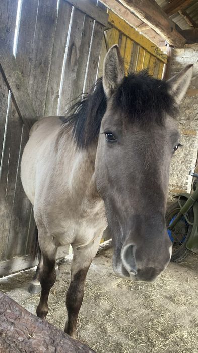 Sprzedam konika polskiego