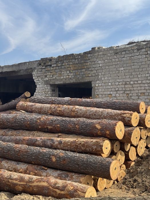 Сосна кругляк пиловник сира свіжа 24+ доставка