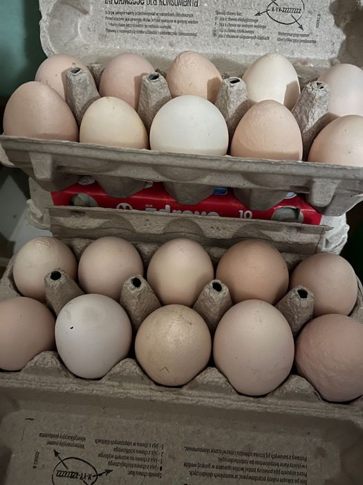 Jajka swojskie kurze