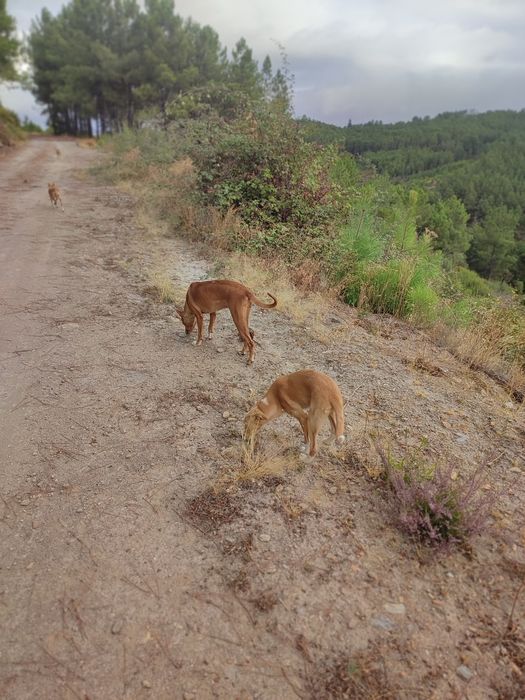 Cadela jovem para caça ao javali – resistente e obediente