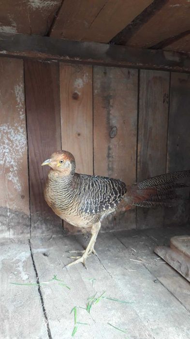 Bażant złocisty młody