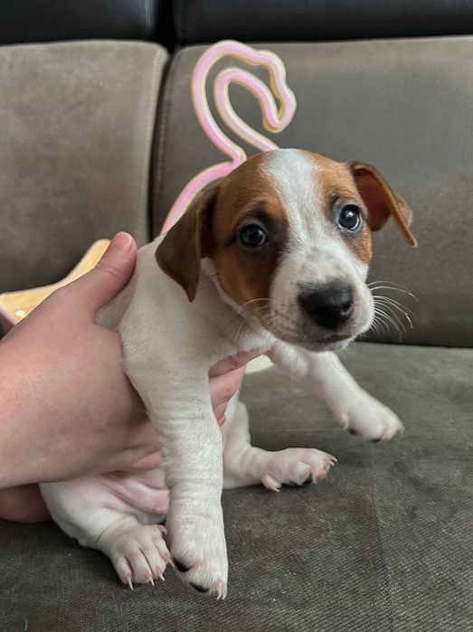 Цуценята Джек рассел з документами