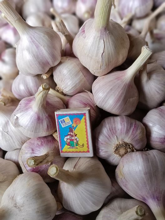 Продам озимий часник