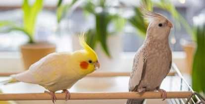 Wysoka DUŻA KLATKA Dla Ptaków Papug Kanarków + Akcesoria - WYPRZEDAŻ