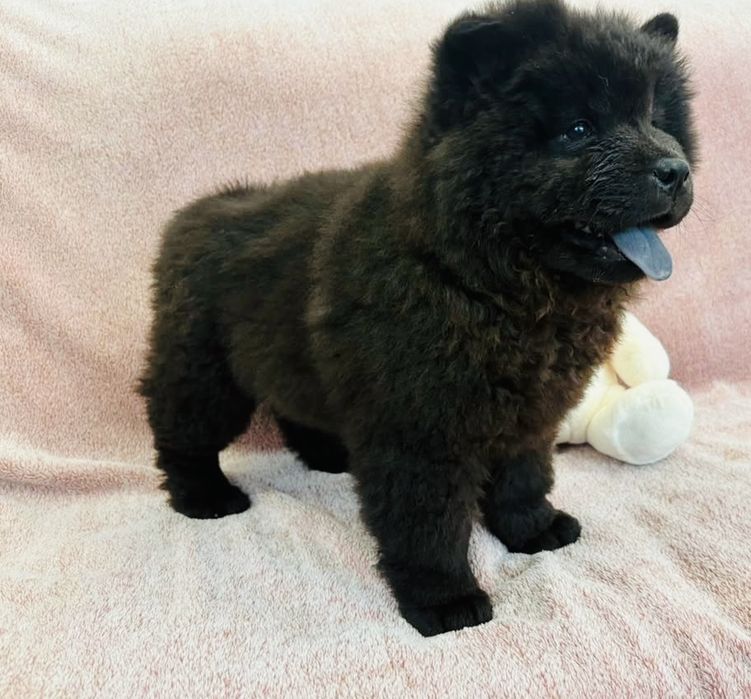 Puchaty misio Chow-Chow