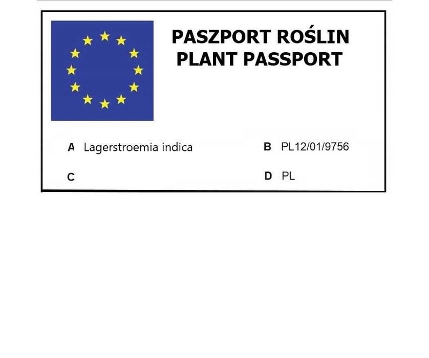 Lagerstroemia Black Diamond Piękne fioletowe kwiaty Duża Hit lata!!