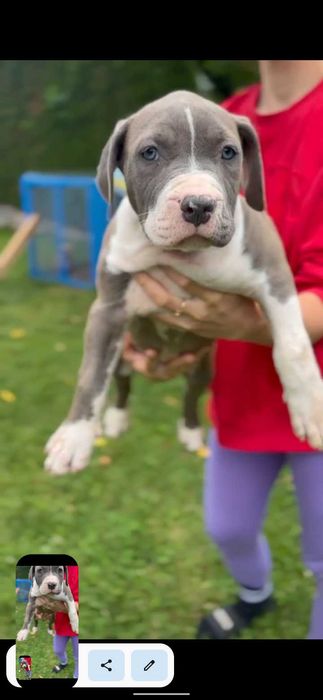 American Bully XL suczka ABKC