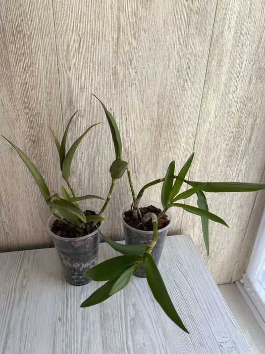 Дендробіум Беррі Ода, кімнатна рослина