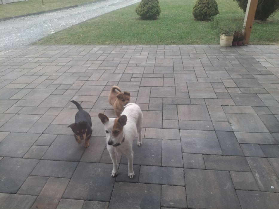 Oddam pieski w dobre ręce.