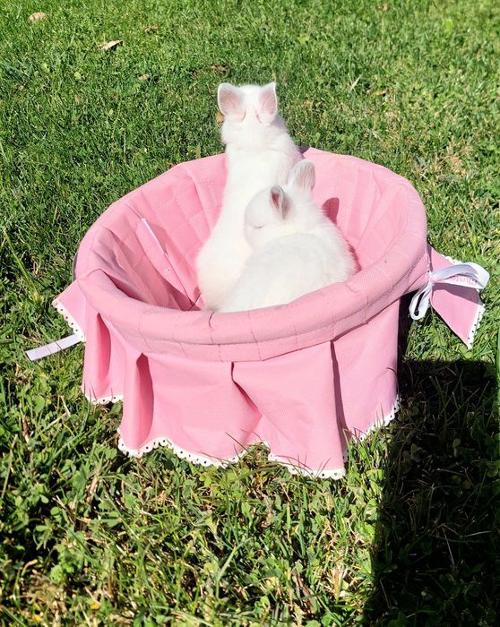 Coelhos anões bebés