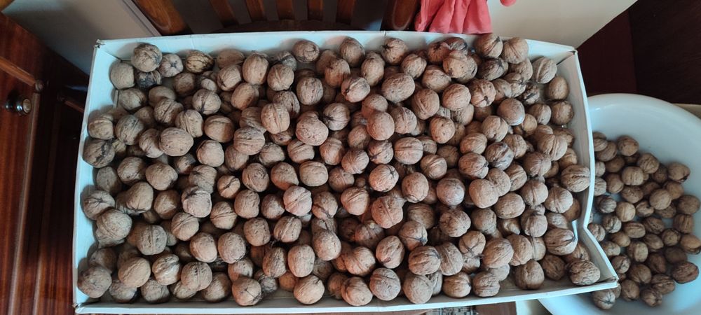 Грецкие орехи средние ( волоські горіхи )