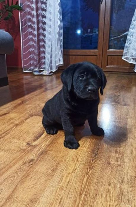Labrador suczka.