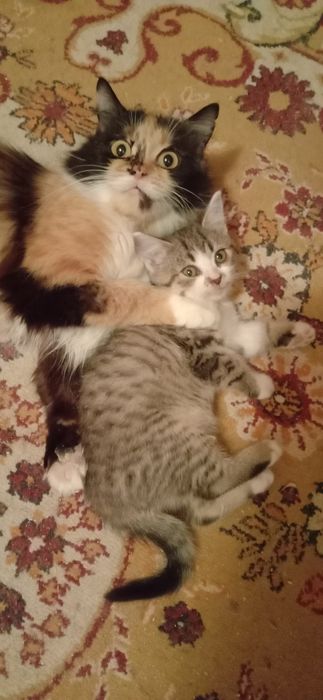 Кошеня в гарні руки