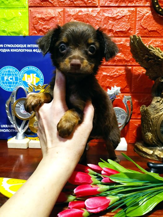 Длинношерстные мальчик и девочка,от Чемпионов! Док.КСУ,чип,привиты