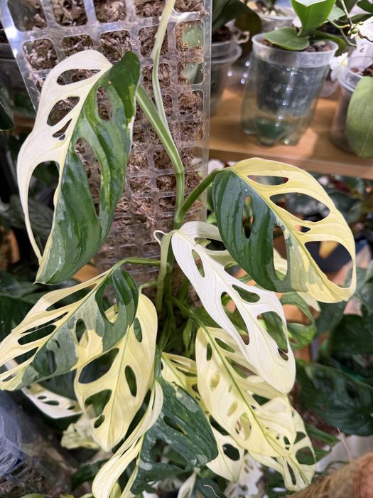 Monstera Adansonii variegata