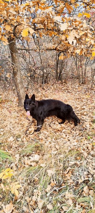 Кобеь. Вязка, німецька вівчарка чорна довгошерста