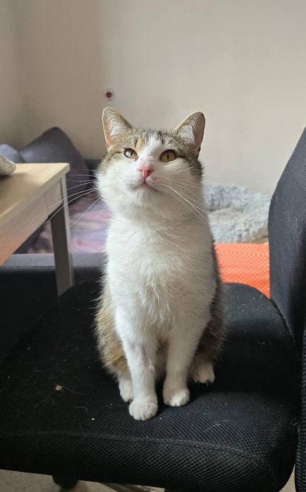 Idealny kot do adopcji - Stefanek
