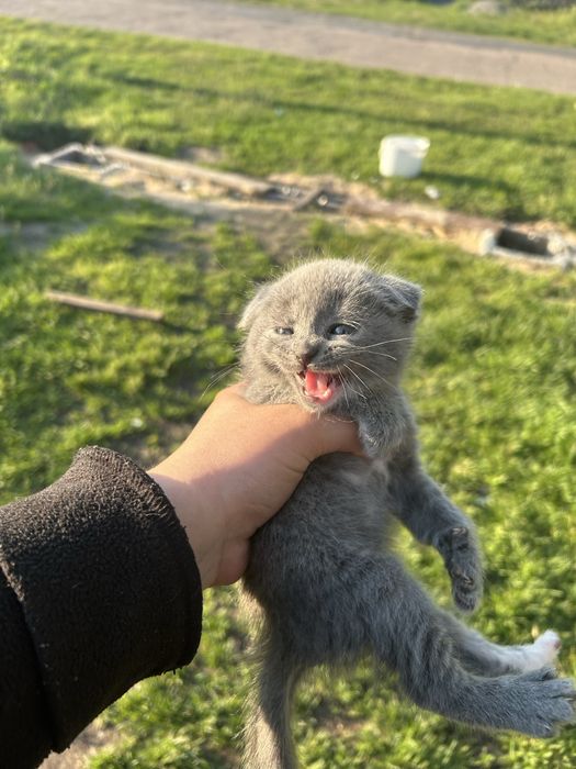 Отдаю в добрые руки безплатно