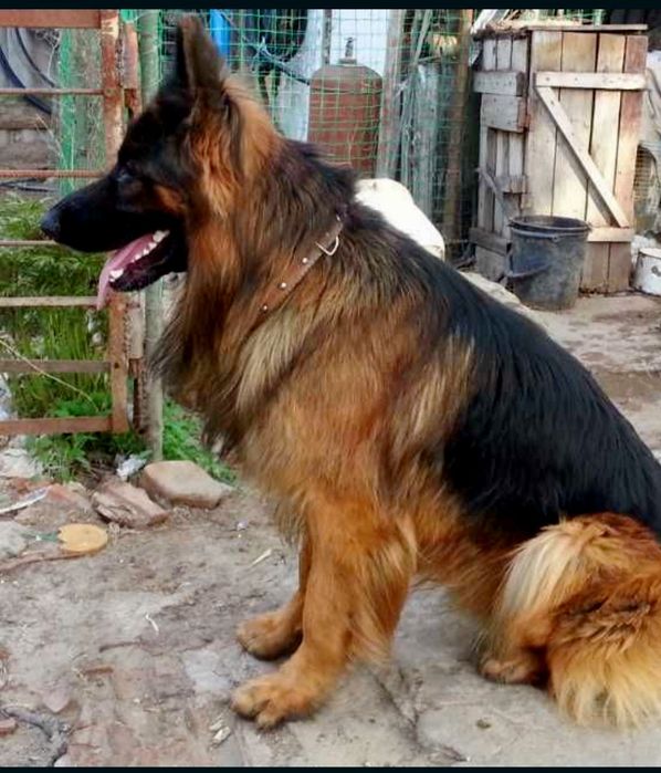 Питомник "ZOLOTOY PYT'.."предлогает щенков стандартной и длинношерстно