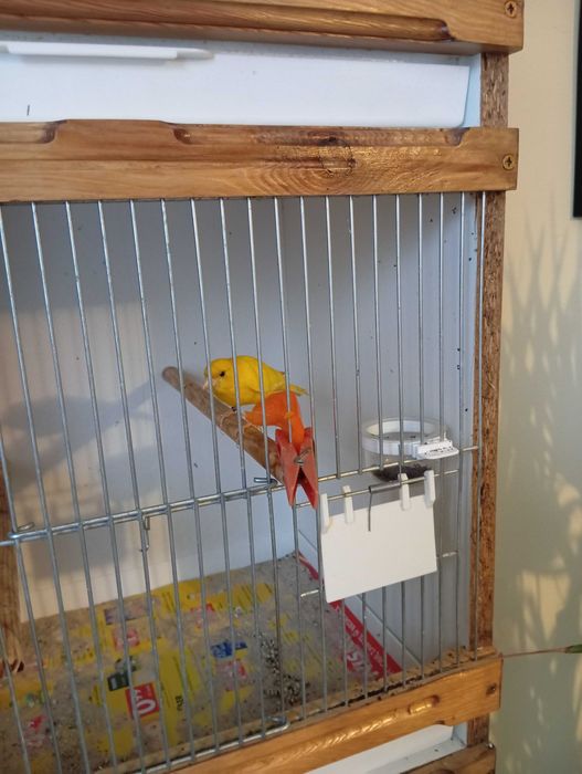 Kanarki miniatura hiszpańska